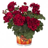 Ампельная плющелистная пеларгония (герань) Great Balls of Dark Red